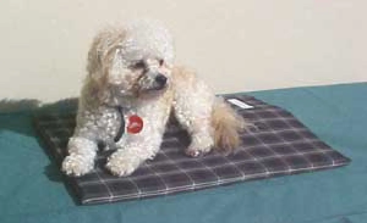 Magnet-Therapie auf den Hund gekommen