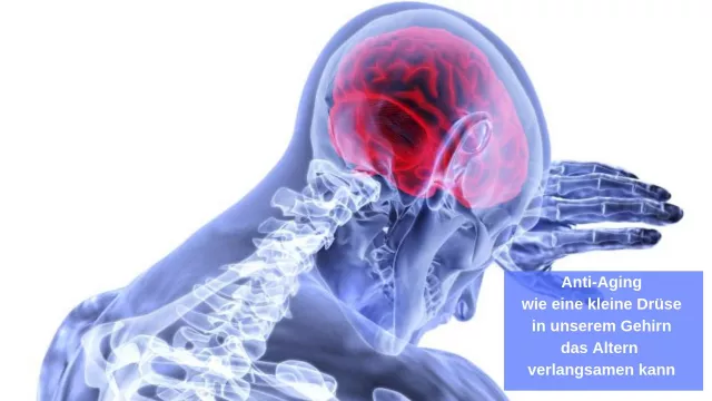 Anti-Aging: Wie eine kleine Drüse in unserem Gehirn das Altern verlangsamen kann Bild: Anti-Aging: Wie eine kleine Drüse in unserem Gehirn das Altern verlangsamen kann
