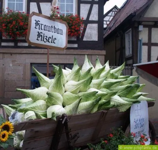 Bild: Spitzkraut – ein Kohlkopf mit Tradition