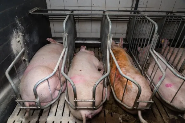 Bild: Tierquälerische Kastenstandhaltung für Schweine vor dem Aus?