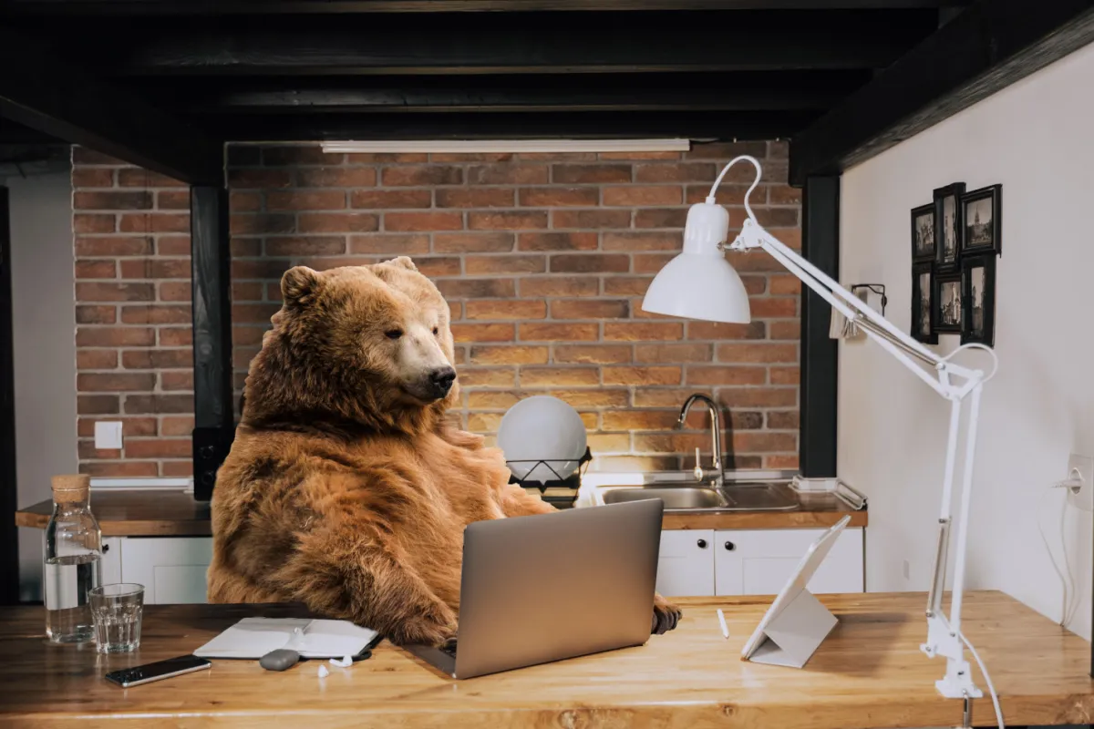 Der Contentbär auf der Suche nach neuen Content-Ideen. 