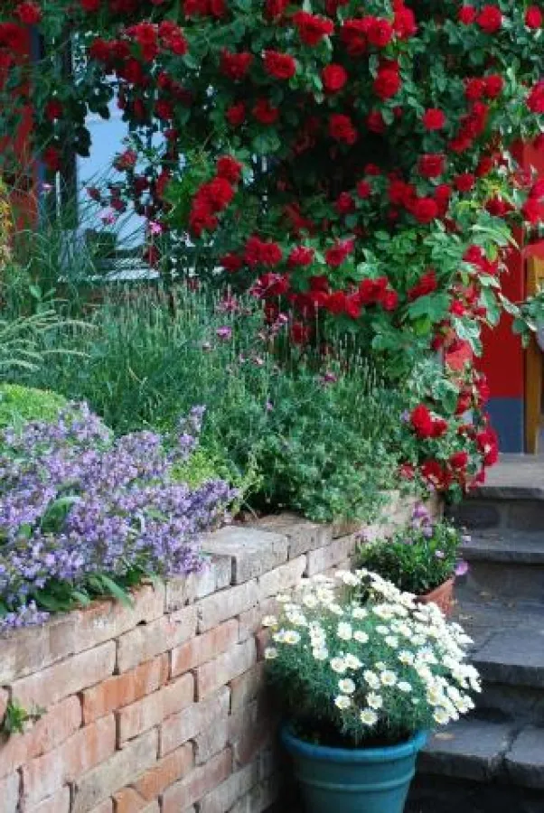 Urlaubsort Garten: Wenn Kletterrose, Salbei (Salvia officinalis) und Karthäuser-Nelke (Dianthus carthusianorum) blühen, ist es auch auf der Terrasse wie am Mittelmeer.