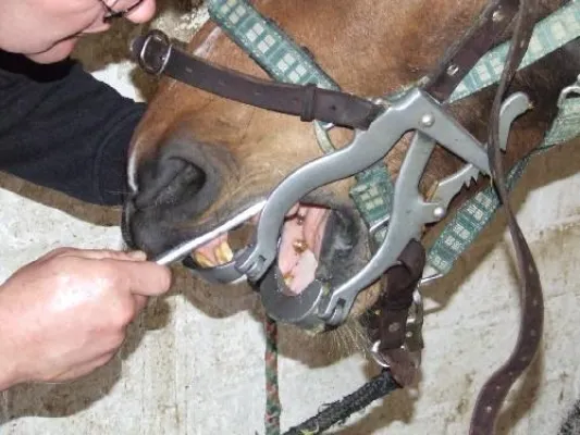 Bild: Das Pferd und seine Zähne – Wann ein Pferd zum Zahnarzt muss