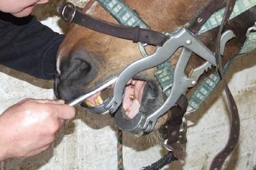 Bild: Das Pferd und seine Zähne – Wann ein Pferd zum Zahnarzt muss
