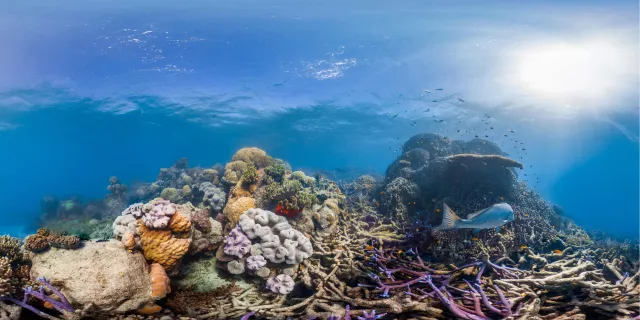 Bild: Steigende Meerestemperaturen ließen des Great Barrier Reef entstehen