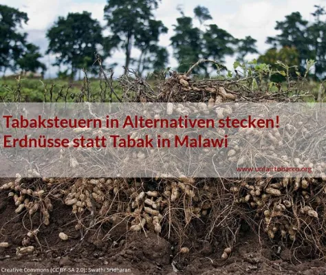 Bild: Weltnichtrauchertag 2014: Tabaksteuern für Alternativen zum Tabakanbau nutzen