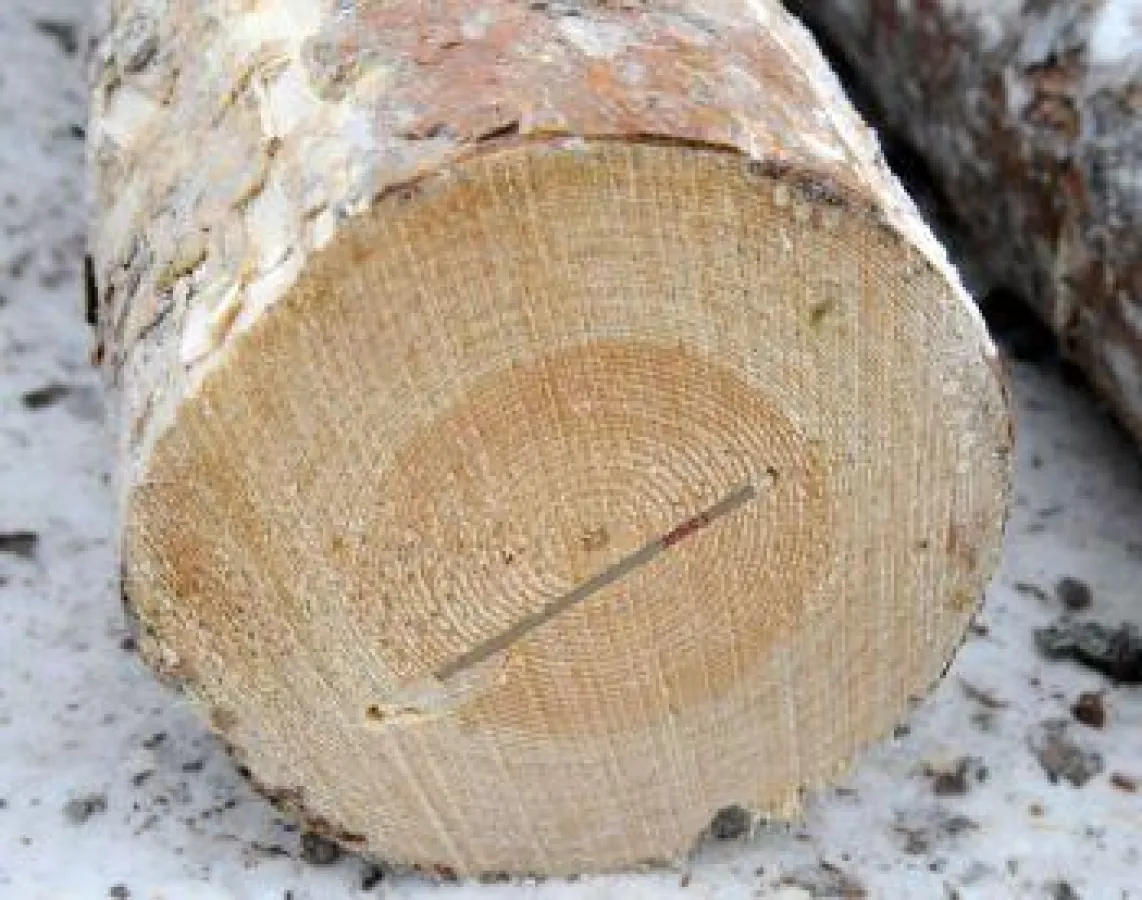 Stammabschnitt mit RFID-Tag