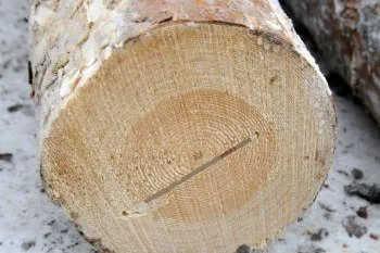 Bild: KWF-Workshop „RFID in Forst- und Rundholzlogistik“ großer Erfolg