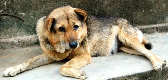 Tierische Senioren – Wenn Tiere in die Jahre kommen. Alle Pflegetipps für Haustiere auf tier.tv Bild: Tierische Senioren – Wenn Tiere in die Jahre kommen. Alle Pflegetipps für Haustiere auf tier.tv