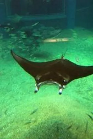 Bild: Mantarochen auf Hawaii erleben