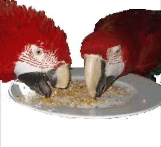 Bild: Papageienfutter | Ist Körnerfutter gut oder schlecht für Papageien, Sittiche und andere Vögel?