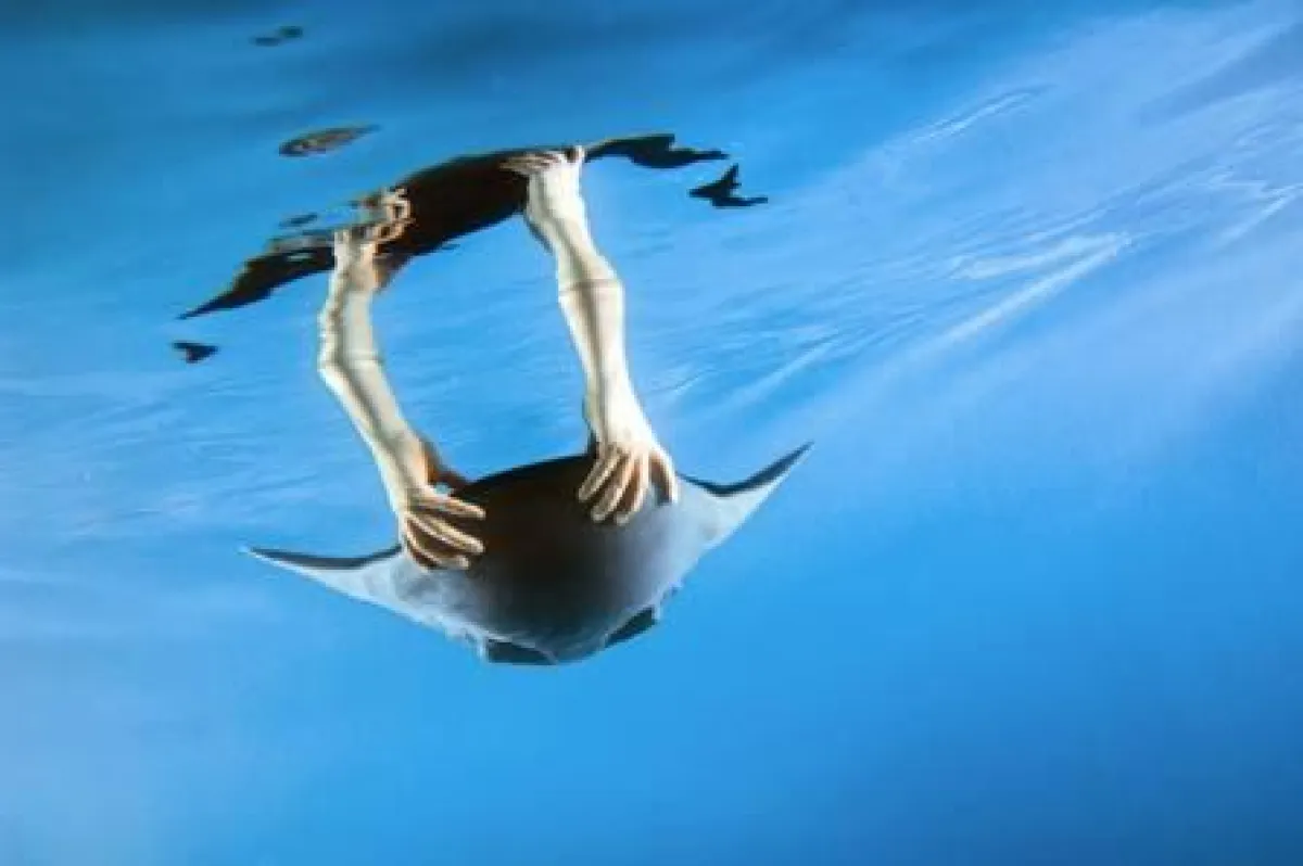 Der Preisträger in der Kategorie Foto/Fotoserie 2008, Walter Fogel, nahm Bewegungsstudien eines künstlichen Rochens auf. Quelle: Walter Fogel (2007): Aqua_ray.