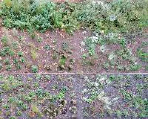 Bild: „Härtetest“ für Staudensubstrate: tegra-Versuchsbeete mit aussagekräftigen Ergebnissen