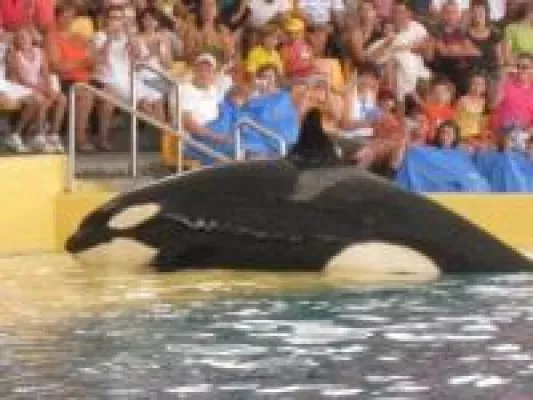 Bild: Wal- und Delfinschutz-Organisation fordert nach tödlicher Orca-Attacke Schließung sämtlicher Shows