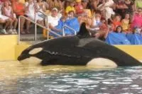 Wal- und Delfinschutz-Organisation fordert nach tödlicher Orca-Attacke Schließung sämtlicher Shows Bild: Wal- und Delfinschutz-Organisation fordert nach tödlicher Orca-Attacke Schließung sämtlicher Shows