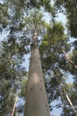 Ökologisches Konzept für den Naturraum Paraguay Bild: Ökologisches Konzept für den Naturraum Paraguay
