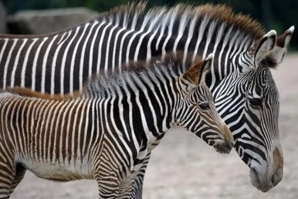 Faszination Wildnis