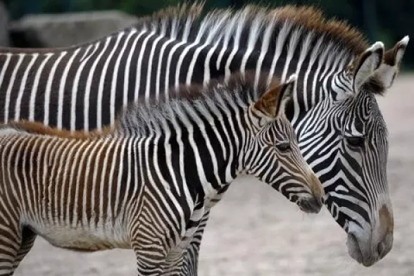 Bild: Keniaspezialist hat einzigartige Safari im Programm
