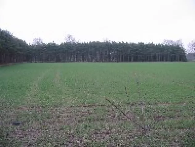 Bild: Projekt „baldwald“ in Niedersachsen startet 2006
