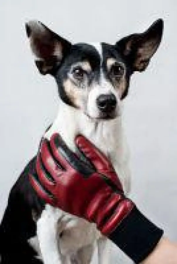 Lederhandschuhe, die nicht nur Reitern gefallen!