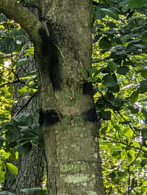 Bild: Naturbeobachtungskameras von Naturschutzfläche entfernt – Landesforsten an Demontage beteiligt