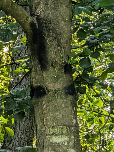 Bild: Naturbeobachtungskameras von Naturschutzfläche entfernt – Landesforsten an Demontage beteiligt