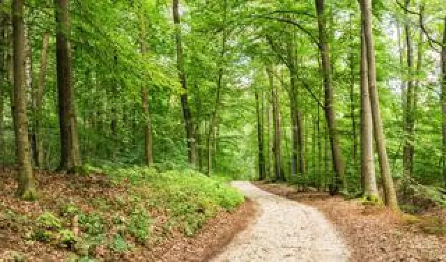 Bild: Konkrete klimapolitische Forderungen an Jamaika-Verhandler