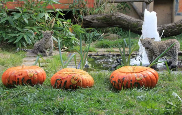 Bild: Leopardentaufe im Erlebnis-Zoo Hannover