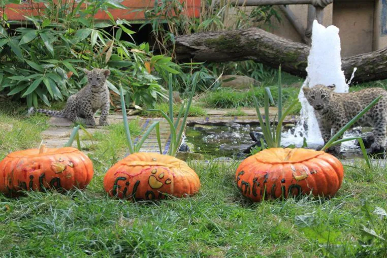 Bild: Leopardentaufe im Erlebnis-Zoo Hannover