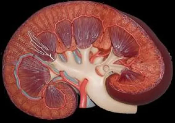 Bild: Informationsveranstaltung für Nierenkranke