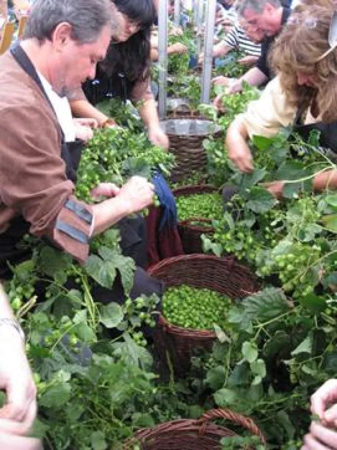 Die ehrenamtlichen Helfer beim traditionellen „Hopfezopfe“ in Sandhausen.