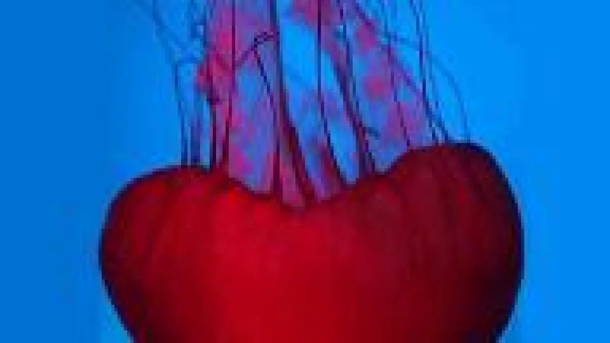 Heart Jellyfish (c) Ripleys Aquarium of Canada