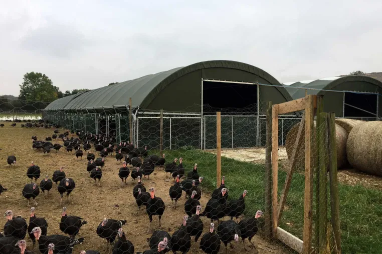 Mobile Geflügelställe für artgerechte, komfortable Haltung gesunder Hühner, Hähnchen und Puten Bild: Mobile Geflügelställe für artgerechte, komfortable Haltung gesunder Hühner, Hähnchen und Puten