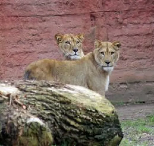 Erstmals Berberlöwinnen am Sambesi im Erlebnis-Zoo Hannover Bild: Erstmals Berberlöwinnen am Sambesi im Erlebnis-Zoo Hannover