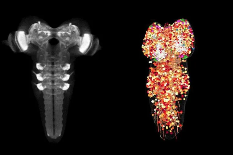 Bild: Synapse für Synapse: Gehirnstruktur des Lernens vollständig kartiert