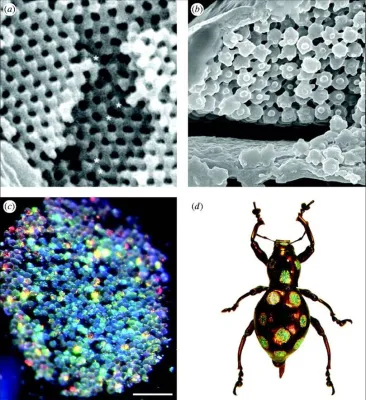 Bild: Zur Synthese von Edelopalen - die Kunst des Käfers