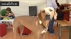 Bild: Das Hundefestival am Ammersee