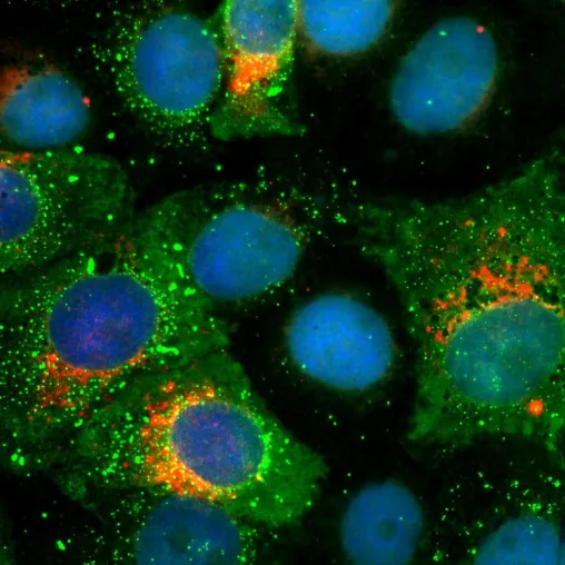 Bild: NanoTag Biotechnologies gibt SARS-CoV-2 Nano-Antikörper aus Alpakas den letzten Schliff