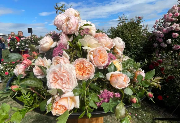 Ein Jahrzehnt in voller Blüte: Jubiläumsfeier mit Rosentaufe am 31. August 2025 Bild: Ein Jahrzehnt in voller Blüte: Jubiläumsfeier mit Rosentaufe am 31. August 2025