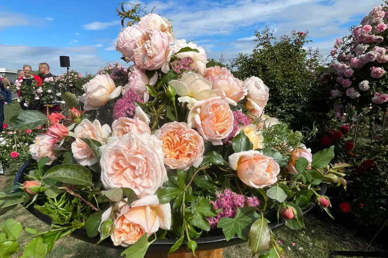 Ein Jahrzehnt in voller Blüte: Jubiläumsfeier mit Rosentaufe am 31. August 2025 Bild: Ein Jahrzehnt in voller Blüte: Jubiläumsfeier mit Rosentaufe am 31. August 2025