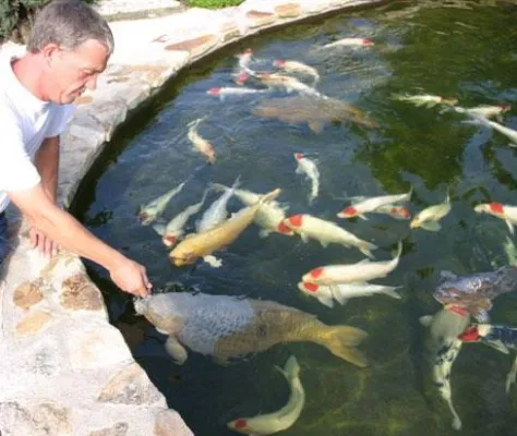 Bild: Tancho - König der Koi