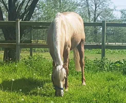 Sicherheit im Reitstall - Schutz durch Alarmanlage und Videoüberwachung für Pferde und Reitsportzubehör Bild: Sicherheit im Reitstall - Schutz durch Alarmanlage und Videoüberwachung für Pferde und Reitsportzubehör