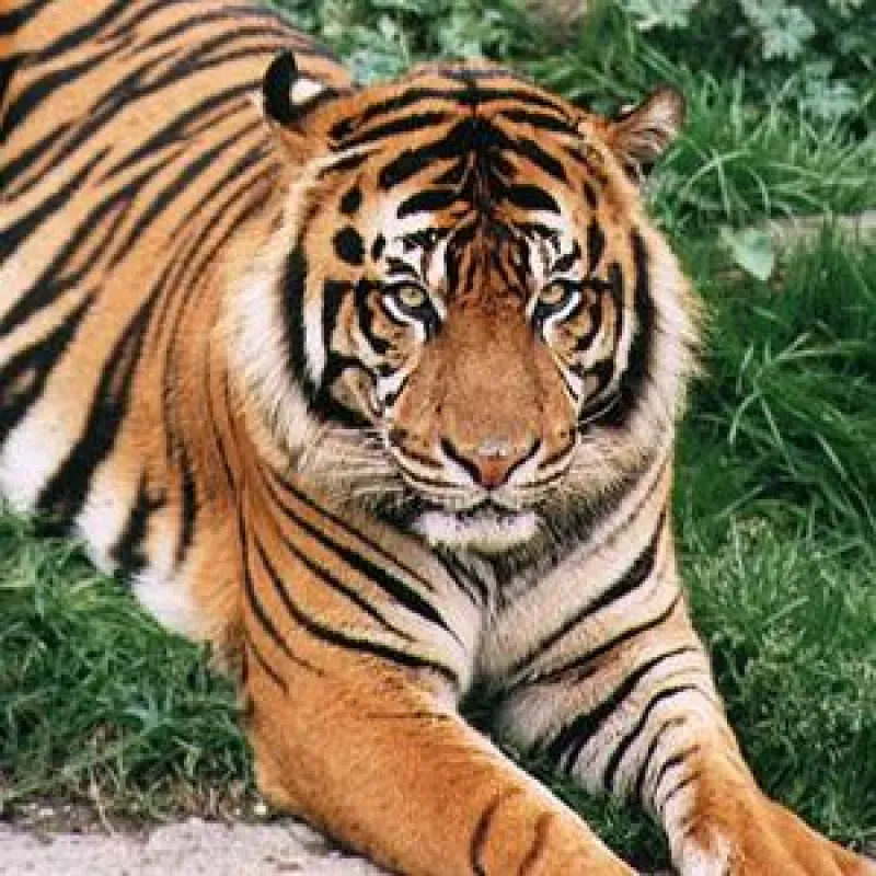 Tigersafari in Indien