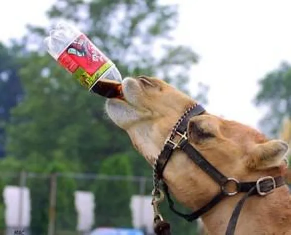 Bild: Banker und andere im Alkoholrausch