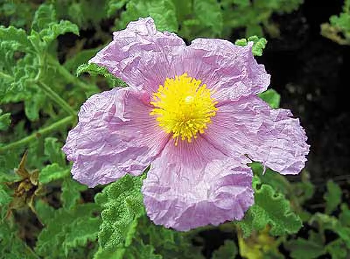 Cystus eine Pflanze gegen die Vogelgrippe