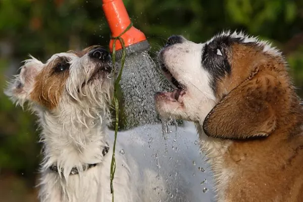 Bild: WELTREKORD IM HUNDEWASCHEN 888 HUNDE IN 8 STUNDEN WASCHEN FÜR EINEN GUTEN ZWECK