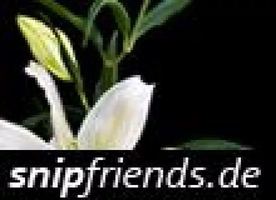 Bild: Online Schmuck Shop snipfriends eröffnet