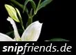 Bild: Online Schmuck Shop snipfriends eröffnet