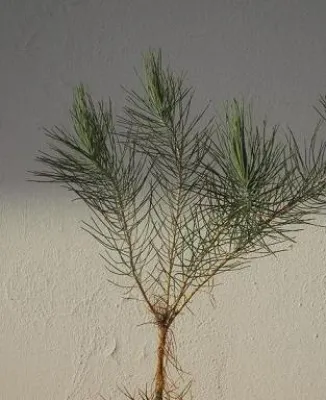 Bild: kostenlose, grüne Partnerbörse