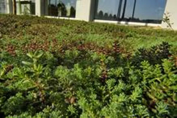 Bild: Dachbegrünung aus Deutschland für die Niederlande